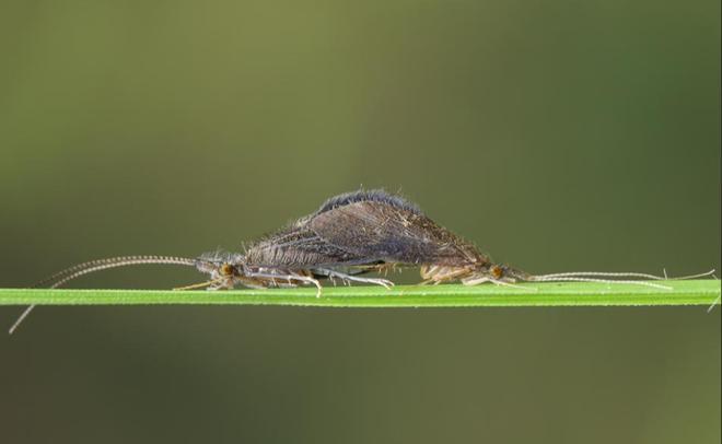 水越清就代表水质越好？水监测的黄金标准这三种丑虫子不简单！(图6)