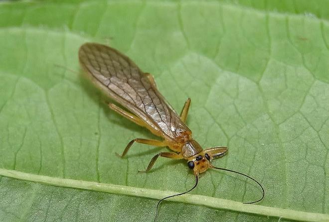 水越清就代表水质越好？水监测的黄金标准这三种丑虫子不简单！(图5)