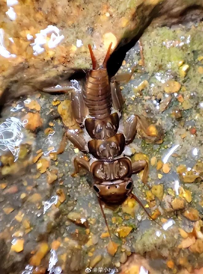 水越清就代表水质越好？水监测的黄金标准这三种丑虫子不简单！(图4)