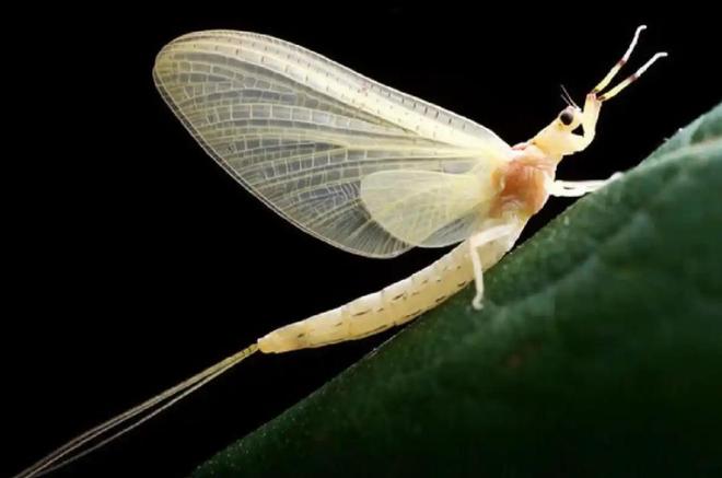 水越清就代表水质越好？水监测的黄金标准这三种丑虫子不简单！(图3)