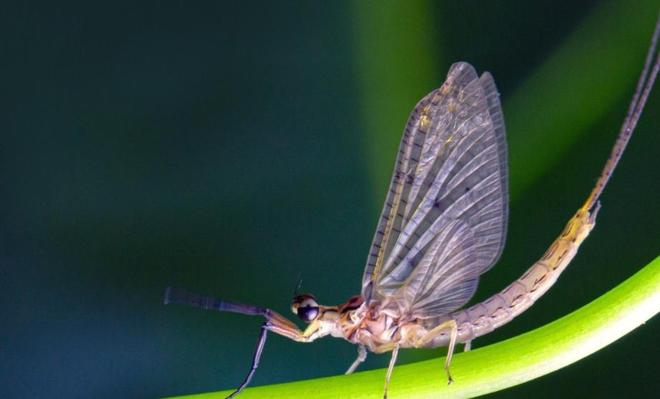 水越清就代表水质越好？水监测的黄金标准这三种丑虫子不简单！(图8)