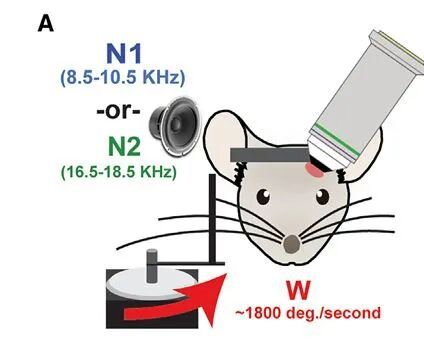 神经环路应用（41）丨啮齿动物听觉刺激引发反应(图1)